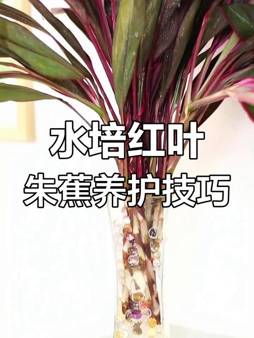 红叶怎么养？有哪些注意事项？-第2张图片-宁夏农业信息网