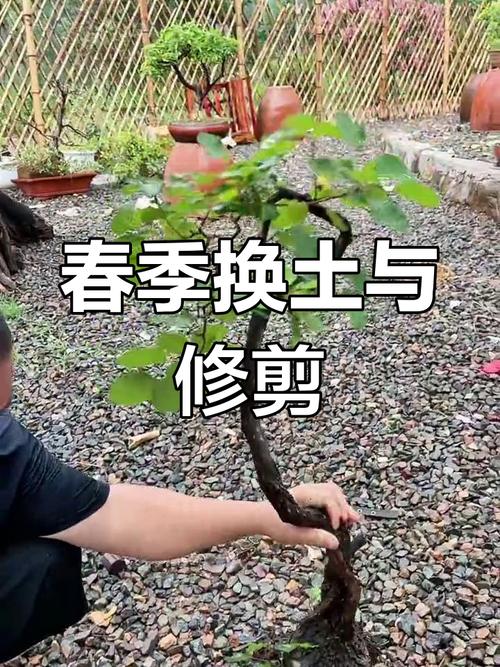 红叶怎么养?有哪些注意事项?-第3张图片-宁夏农业信息网 红叶怎么养?有哪些注意事项?-第3张图片-宁夏农业信息网