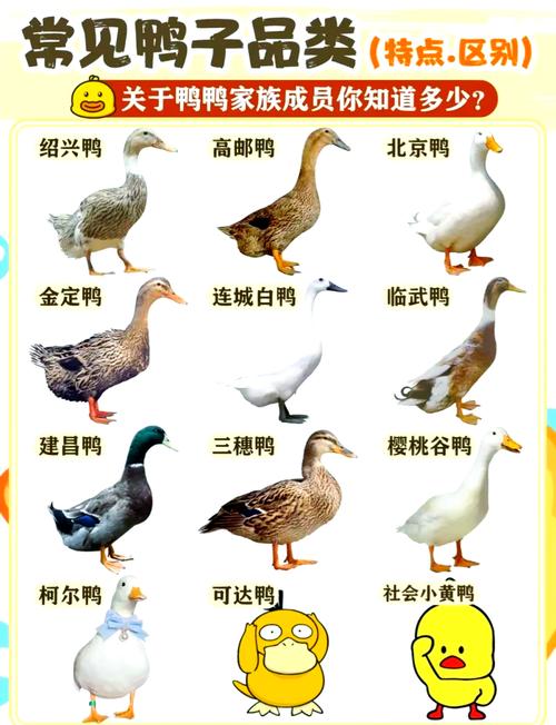 鸭什么品种产蛋又多又大?-第2张图片-宁夏农业信息网 鸭什么品种产蛋又多又大?-第2张图片-宁夏农业信息网
