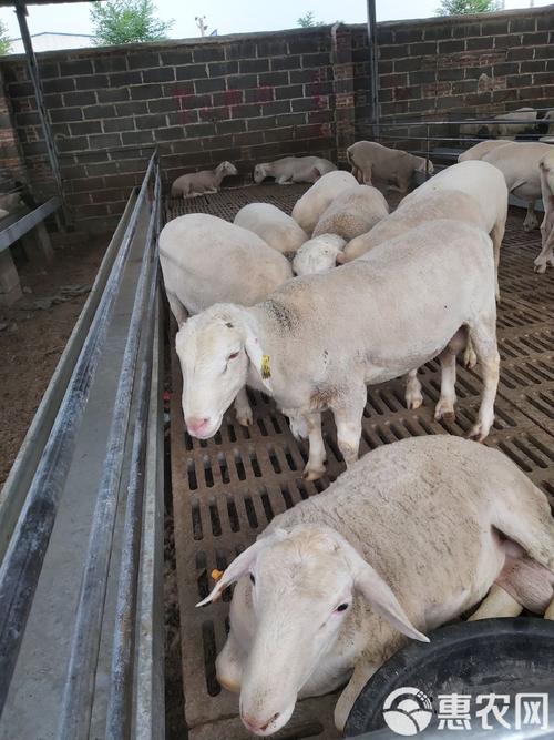 杜泊羊和什么品种杂交最好吃？-第3张图片-宁夏农业信息网