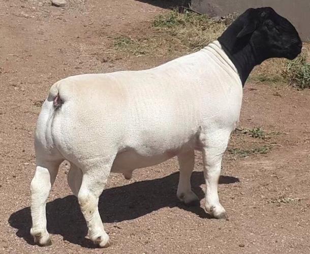 杜泊羊和什么品种杂交最好吃？-第2张图片-宁夏农业信息网