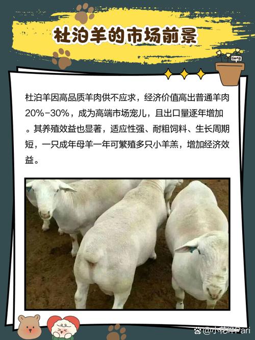 杜泊羊和什么品种杂交最好吃？-第1张图片-宁夏农业信息网