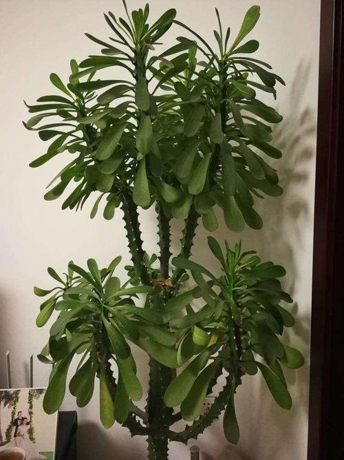 常见有毒花卉品种有哪些?-第2张图片-宁夏农业信息网 常见有毒花卉品种有哪些?-第2张图片-宁夏农业信息网