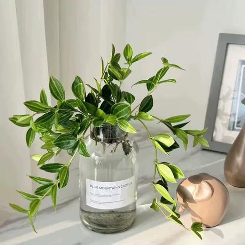 钻石翡翠植物怎么养才爆盆?-第2张图片-宁夏农业信息网 钻石翡翠植物怎么养才爆盆?-第2张图片-宁夏农业信息网