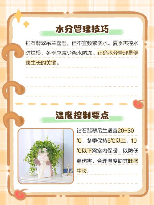 钻石翡翠植物怎么养才爆盆?-第1张图片-宁夏农业信息网 钻石翡翠植物怎么养才爆盆?-第1张图片-宁夏农业信息网