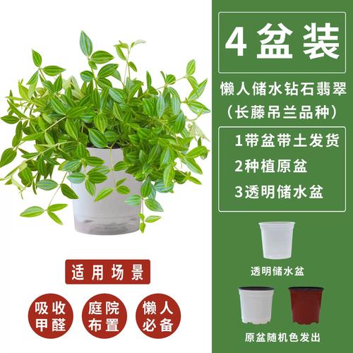 钻石翡翠植物怎么养才爆盆?-第3张图片-宁夏农业信息网 钻石翡翠植物怎么养才爆盆?-第3张图片-宁夏农业信息网