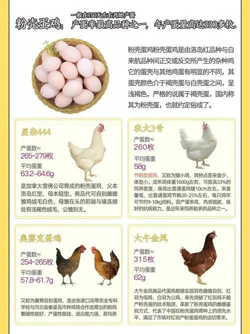 什么蛋鸡品种产蛋量最高?-第1张图片-宁夏农业信息网 什么蛋鸡品种产蛋量最高?-第1张图片-宁夏农业信息网
