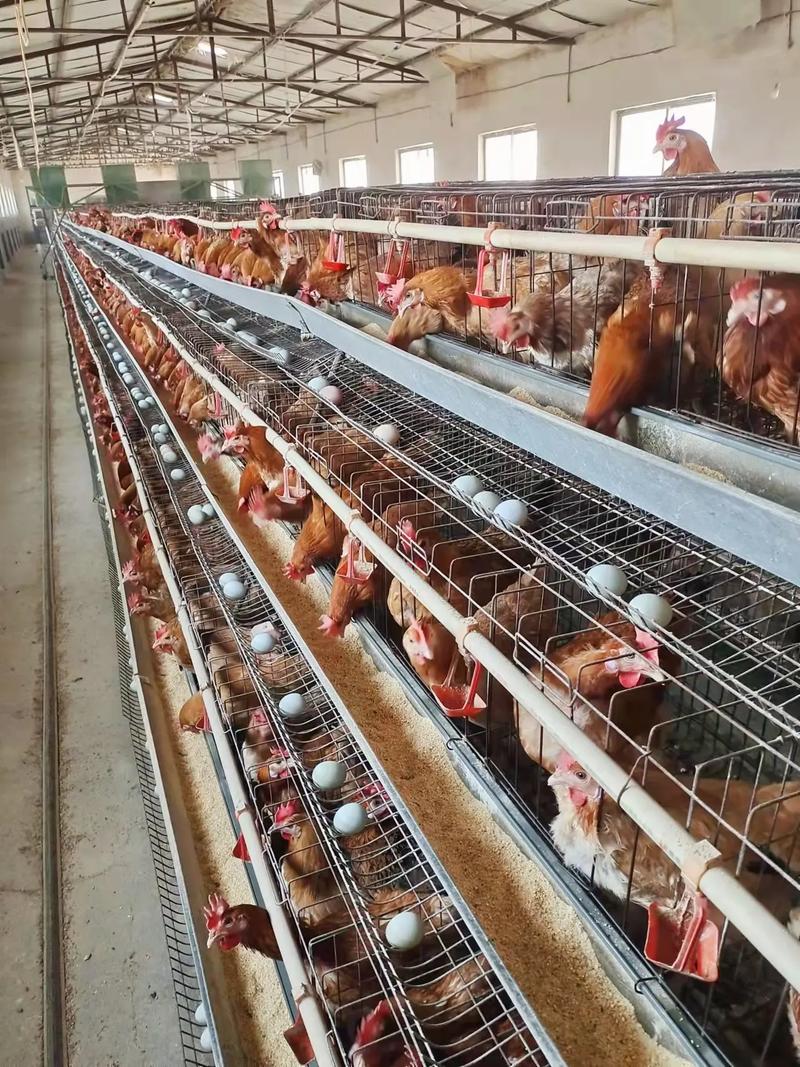 什么蛋鸡品种产蛋量最高?-第3张图片-宁夏农业信息网 什么蛋鸡品种产蛋量最高?-第3张图片-宁夏农业信息网