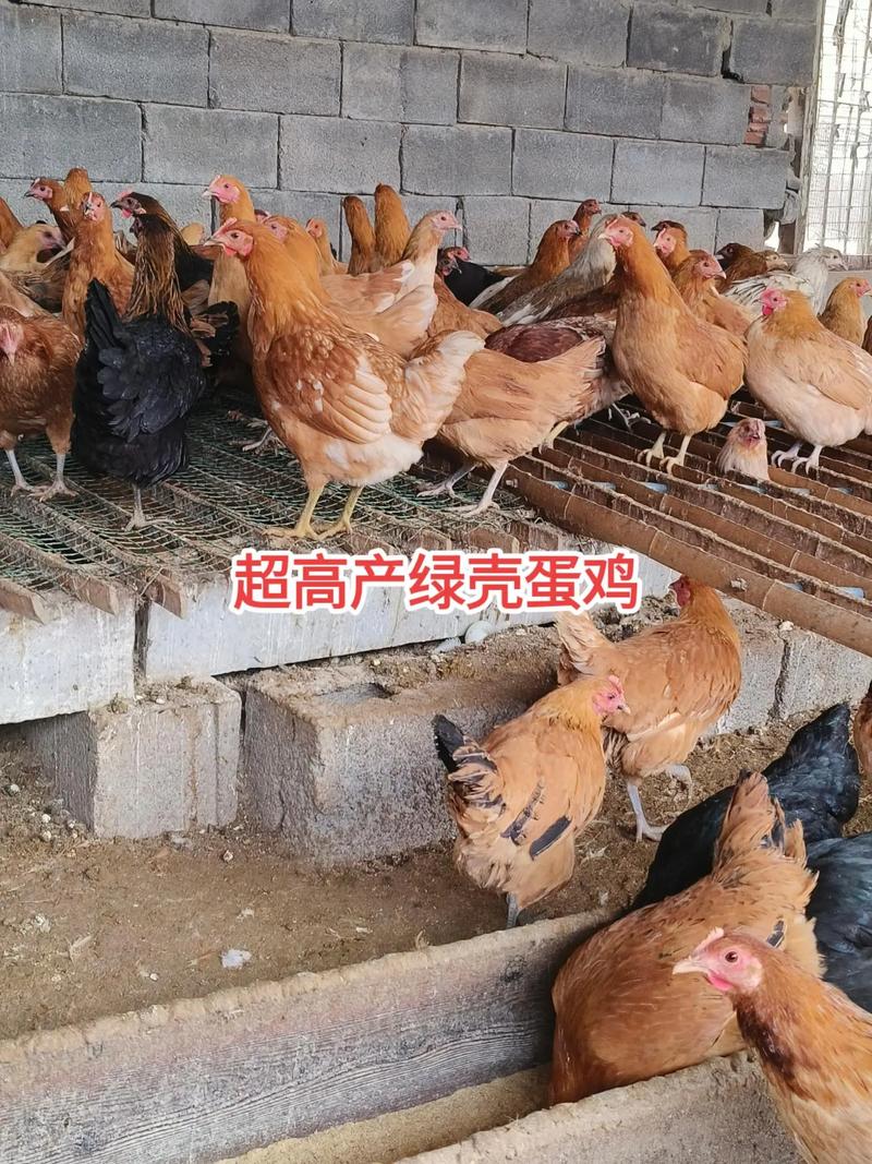 什么蛋鸡品种产蛋量最高?-第2张图片-宁夏农业信息网 什么蛋鸡品种产蛋量最高?-第2张图片-宁夏农业信息网