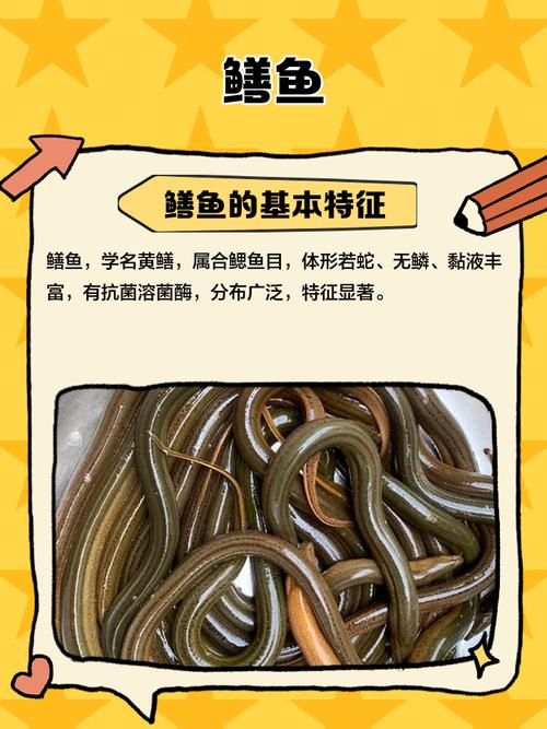 黄鳝鱼怎么养？时间与方法有哪些？-第1张图片-宁夏农业信息网