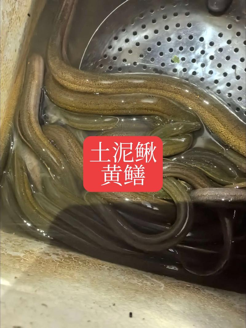 黄鳝鱼怎么养？时间与方法有哪些？-第3张图片-宁夏农业信息网