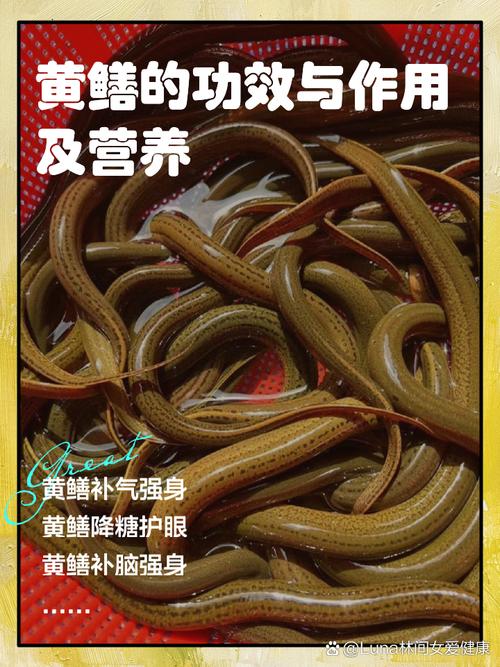 黄鳝鱼怎么养?时间与方法有哪些?-第2张图片-宁夏农业信息网 黄鳝鱼怎么养?时间与方法有哪些?-第2张图片-宁夏农业信息网