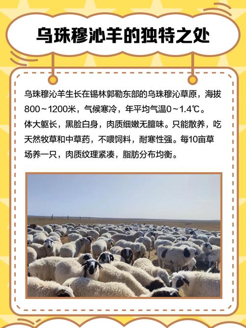 如何保护乌珠穆沁羊品种?-第3张图片-宁夏农业信息网 如何保护乌珠穆沁羊品种?-第3张图片-宁夏农业信息网