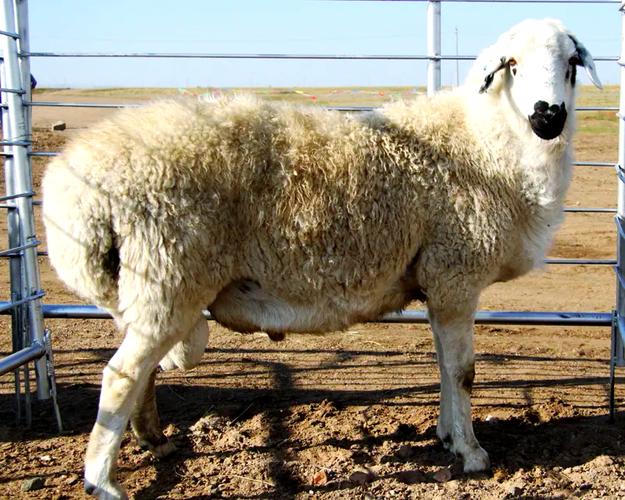 如何保护乌珠穆沁羊品种?-第1张图片-宁夏农业信息网 如何保护乌珠穆沁羊品种?-第1张图片-宁夏农业信息网