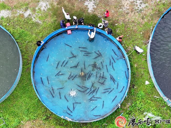 南宁水产养殖公司如何赋能农户?-第2张图片-宁夏农业信息网 南宁水产养殖公司如何赋能农户?-第2张图片-宁夏农业信息网