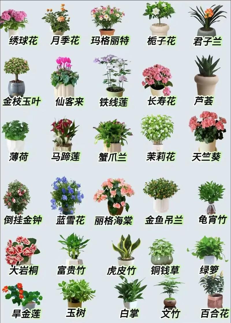 常见观花植物有哪些品种？-第2张图片-宁夏农业信息网