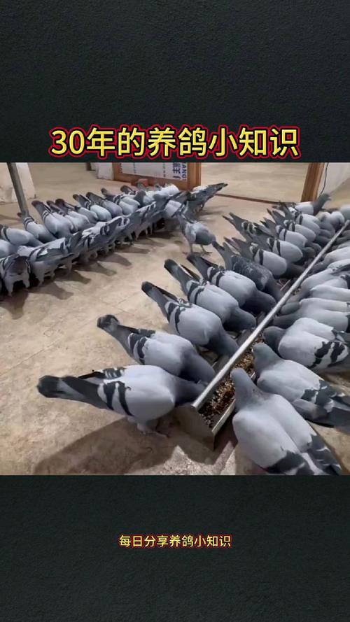 散养鸽子如何科学管理养殖?-第2张图片-宁夏农业信息网 散养鸽子如何科学管理养殖?-第2张图片-宁夏农业信息网