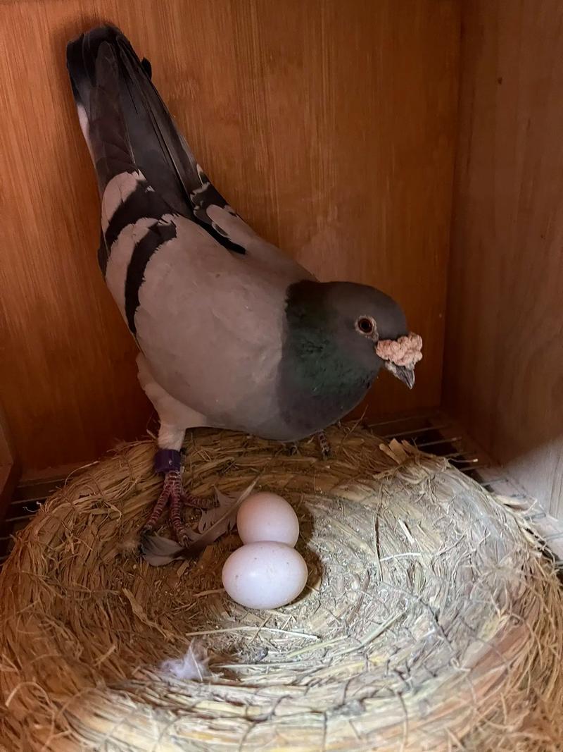 散养鸽子如何科学管理养殖?-第3张图片-宁夏农业信息网 散养鸽子如何科学管理养殖?-第3张图片-宁夏农业信息网