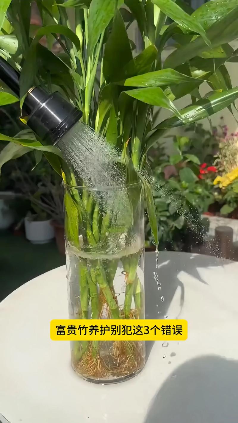 富贵竹怎么截断繁殖？-第2张图片-宁夏农业信息网