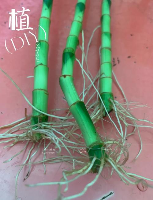 富贵竹怎么截断繁殖?-第1张图片-宁夏农业信息网 富贵竹怎么截断繁殖?-第1张图片-宁夏农业信息网