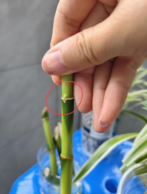 富贵竹怎么截断繁殖？-第3张图片-宁夏农业信息网