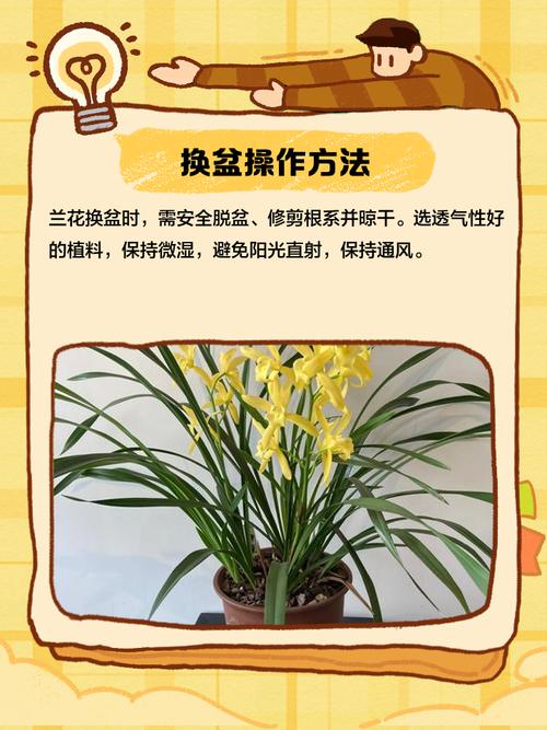 兰花冬季换盆要注意什么?-第2张图片-宁夏农业信息网 兰花冬季换盆要注意什么?-第2张图片-宁夏农业信息网