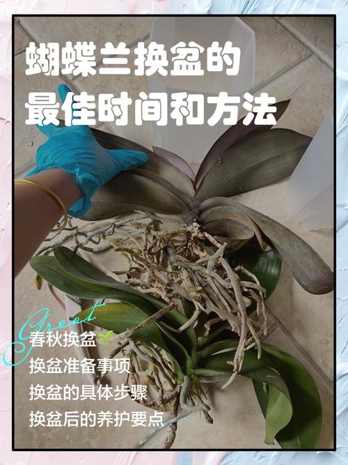 兰花冬季换盆要注意什么?-第1张图片-宁夏农业信息网 兰花冬季换盆要注意什么?-第1张图片-宁夏农业信息网