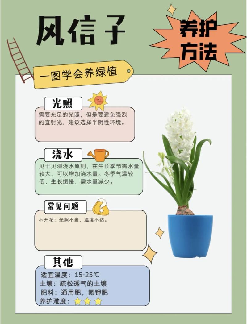 花信子何时种?怎么种才好?-第1张图片-宁夏农业信息网 花信子何时种?怎么种才好?-第1张图片-宁夏农业信息网