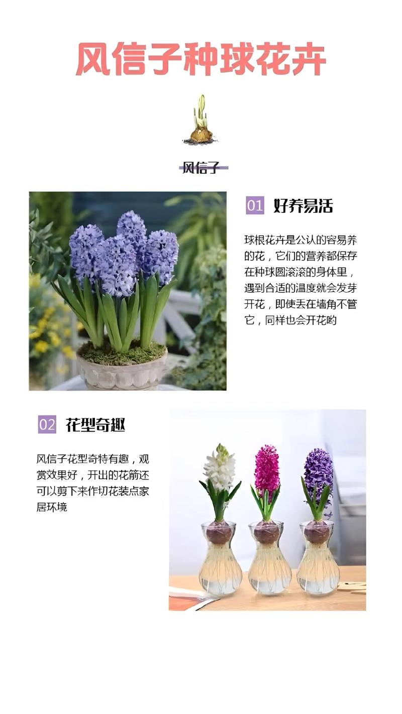 花信子何时种?怎么种才好?-第2张图片-宁夏农业信息网 花信子何时种?怎么种才好?-第2张图片-宁夏农业信息网