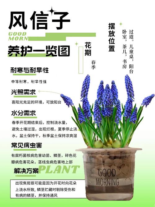 花信子何时种?怎么种才好?-第3张图片-宁夏农业信息网 花信子何时种?怎么种才好?-第3张图片-宁夏农业信息网