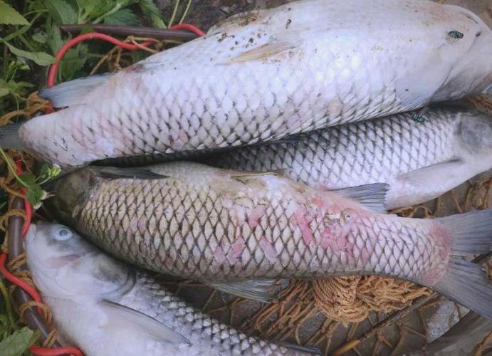 草鱼病怎么防？治了还反复怎么办？-第2张图片-宁夏农业信息网