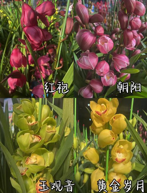 兰花品种到底有多少种?-第3张图片-宁夏农业信息网 兰花品种到底有多少种?-第3张图片-宁夏农业信息网