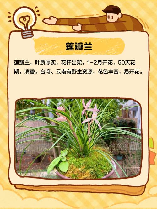 兰花品种到底有多少种?-第2张图片-宁夏农业信息网 兰花品种到底有多少种?-第2张图片-宁夏农业信息网