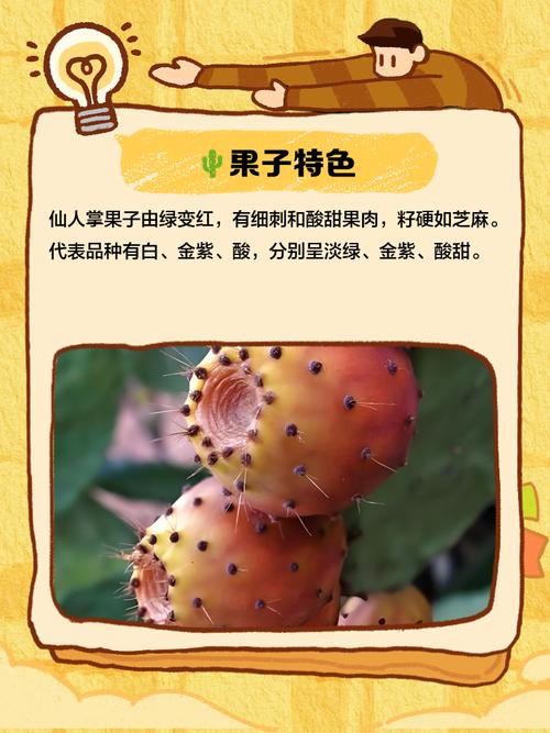 什么仙人掌品种结果最多?-第1张图片-宁夏农业信息网 什么仙人掌品种结果最多?-第1张图片-宁夏农业信息网