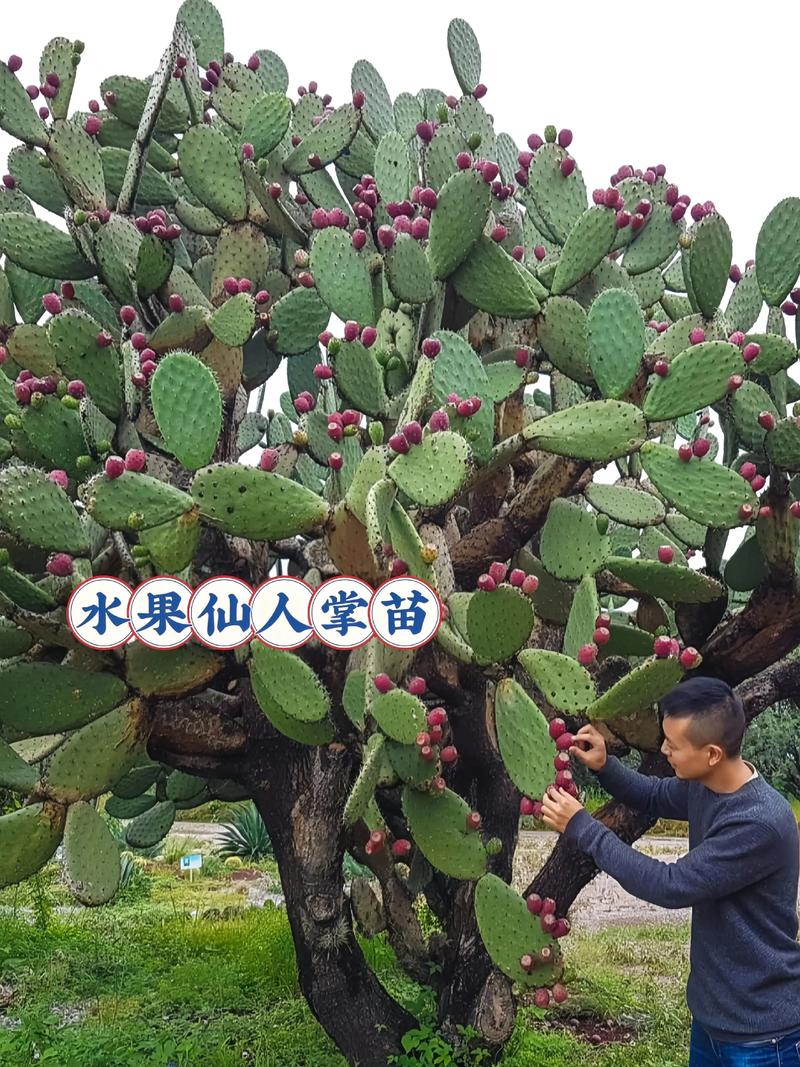 什么仙人掌品种结果最多?-第2张图片-宁夏农业信息网 什么仙人掌品种结果最多?-第2张图片-宁夏农业信息网