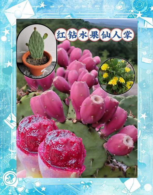 什么仙人掌品种结果最多?-第3张图片-宁夏农业信息网 什么仙人掌品种结果最多?-第3张图片-宁夏农业信息网