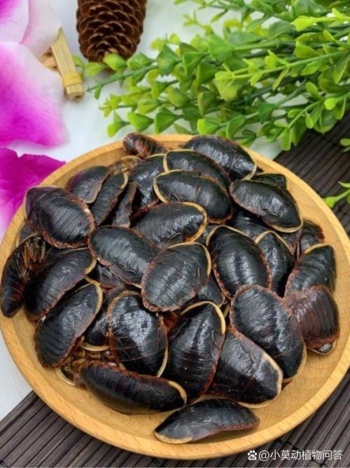 河南土鳖虫具体是哪个品种?-第2张图片-宁夏农业信息网 河南土鳖虫具体是哪个品种?-第2张图片-宁夏农业信息网