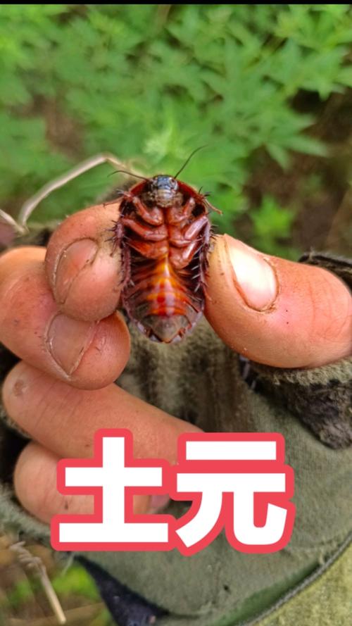 河南土鳖虫具体是哪个品种?-第1张图片-宁夏农业信息网 河南土鳖虫具体是哪个品种?-第1张图片-宁夏农业信息网