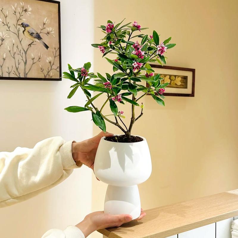 喷栽金边瑞香土怎么消毒?-第2张图片-宁夏农业信息网 喷栽金边瑞香土怎么消毒?-第2张图片-宁夏农业信息网