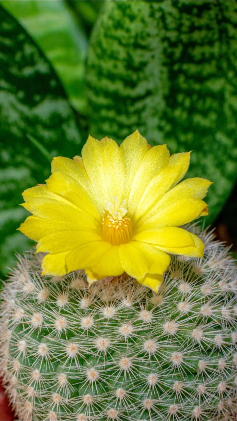 小仙人球什么品种爱开花？-第3张图片-宁夏农业信息网