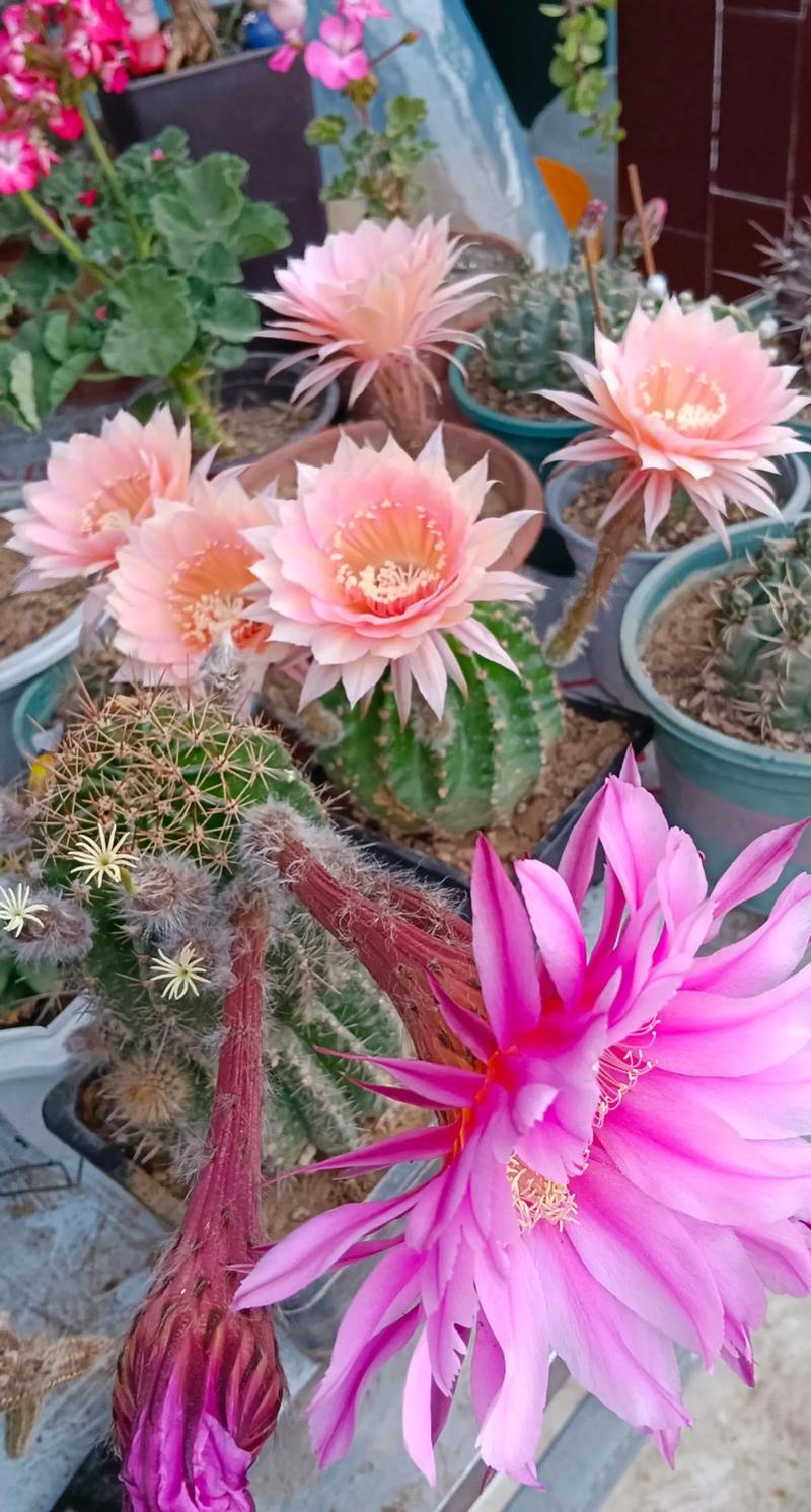 小仙人球什么品种爱开花？-第2张图片-宁夏农业信息网