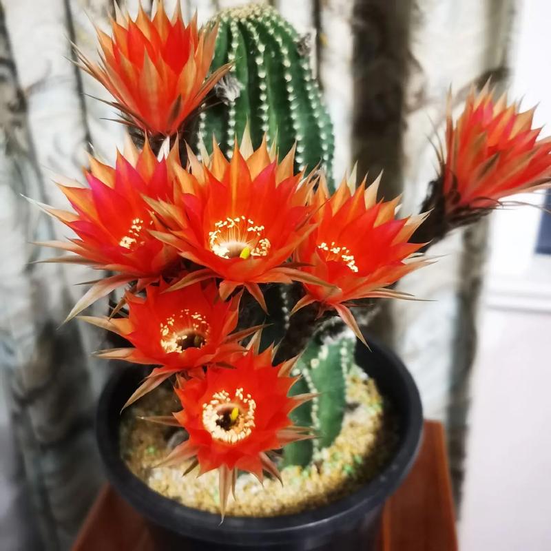 小仙人球什么品种爱开花？-第1张图片-宁夏农业信息网