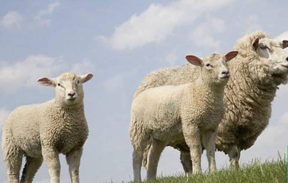 母羊为何都无角？品种差异决定吗？-第3张图片-宁夏农业信息网