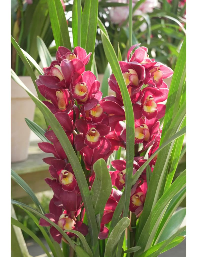 大花蕙兰什么品种最好？-第1张图片-宁夏农业信息网