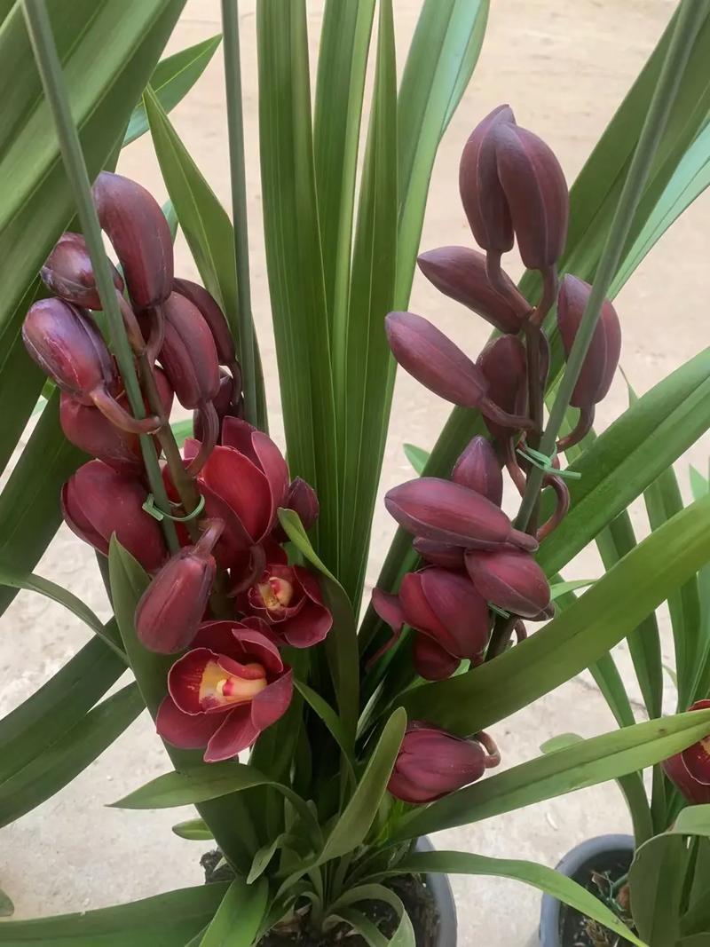 大花蕙兰什么品种最好？-第3张图片-宁夏农业信息网