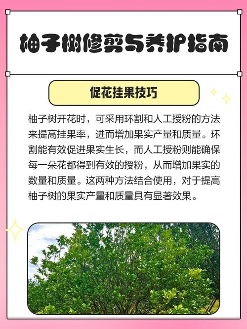 柚子树修剪有哪些关键技巧？-第1张图片-宁夏农业信息网