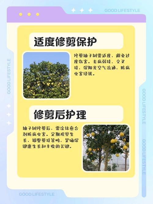柚子树修剪有哪些关键技巧？-第3张图片-宁夏农业信息网