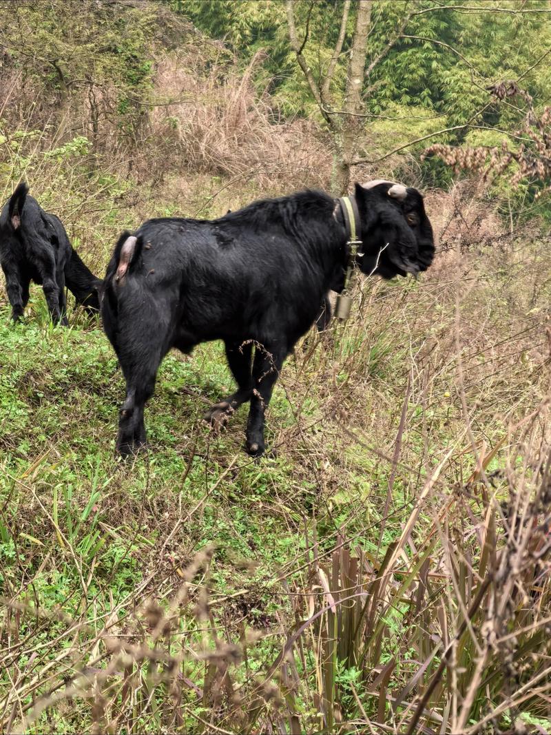 如何科学选择优质种公羊？-第1张图片-宁夏农业信息网