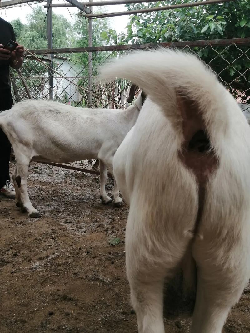 如何科学选择优质种公羊？-第3张图片-宁夏农业信息网