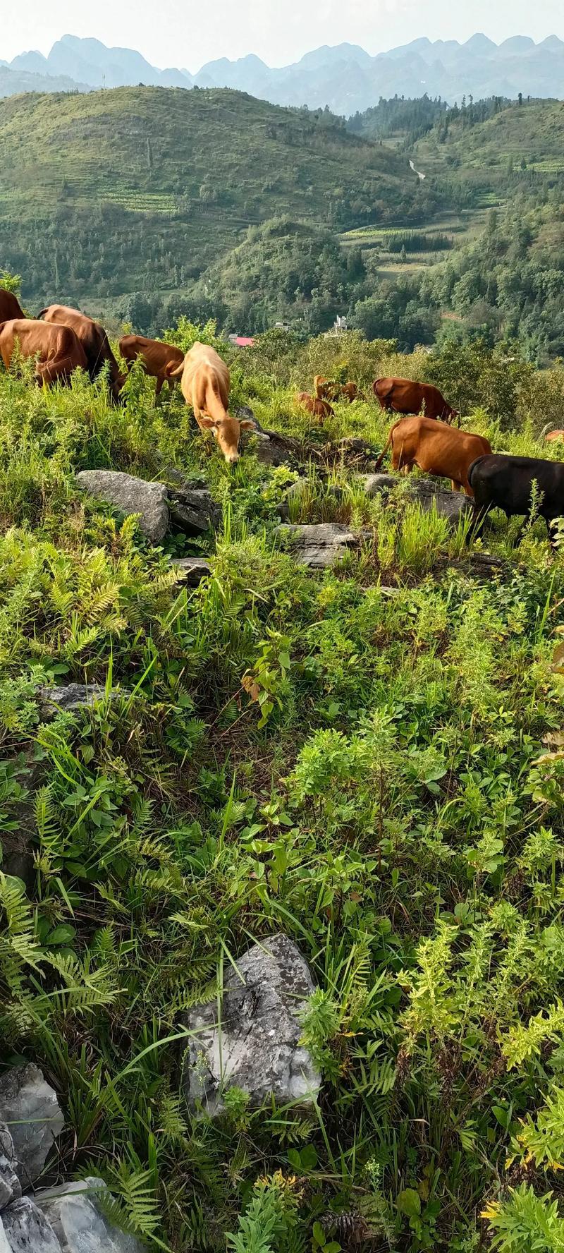 江西本地黄牛品种怎么养才好？-第2张图片-宁夏农业信息网